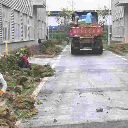 草坪翻新補植/ 草坪修復(fù)
